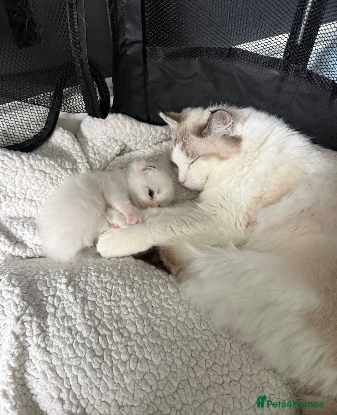Ragdoll cats for sale: Stunning Ragdoll Boy Kitten - Image 5