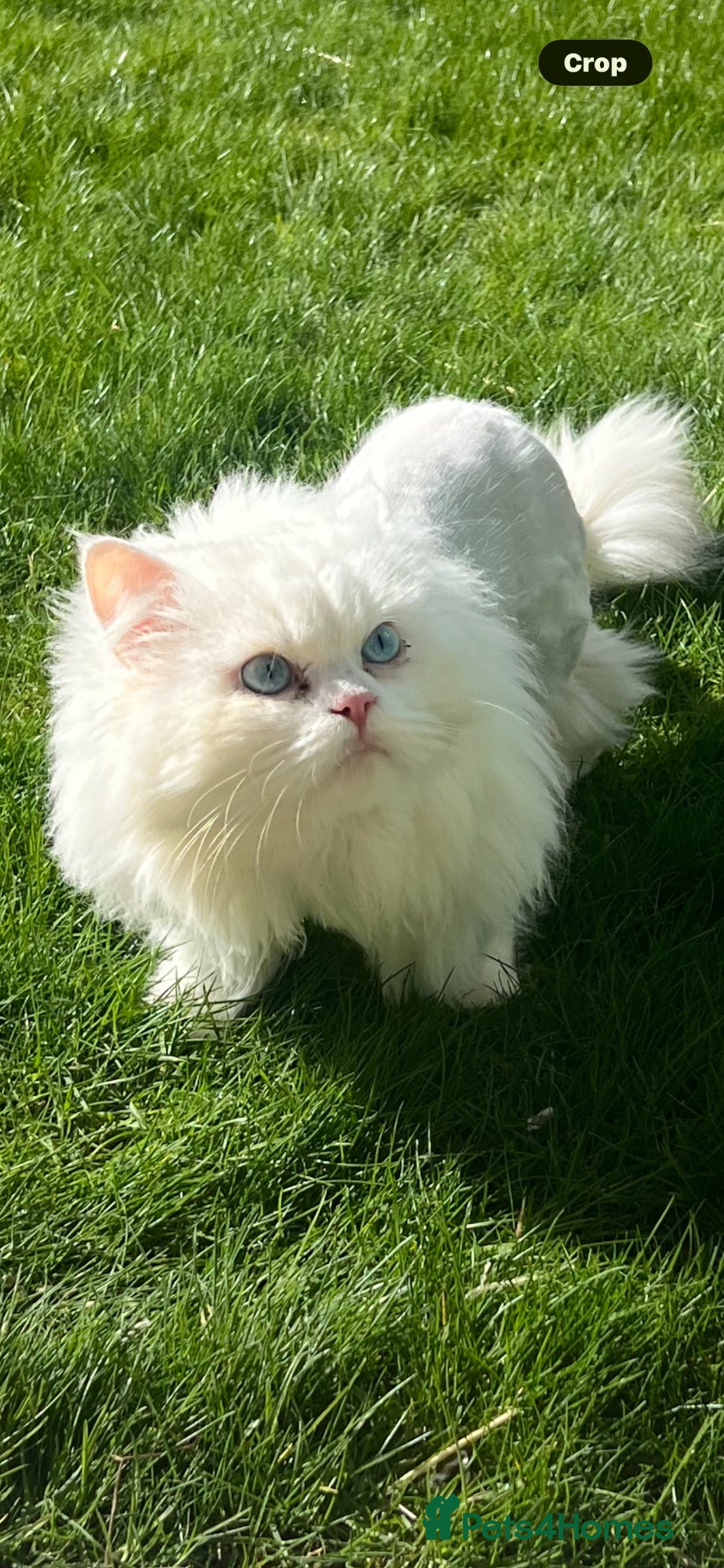 Persian cats Chinchilla persion pure white  - Advert 5