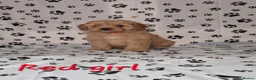 Cavapoo dogs for sale: Dna Health Tested F1 Cavapoo puppies - Advert 30