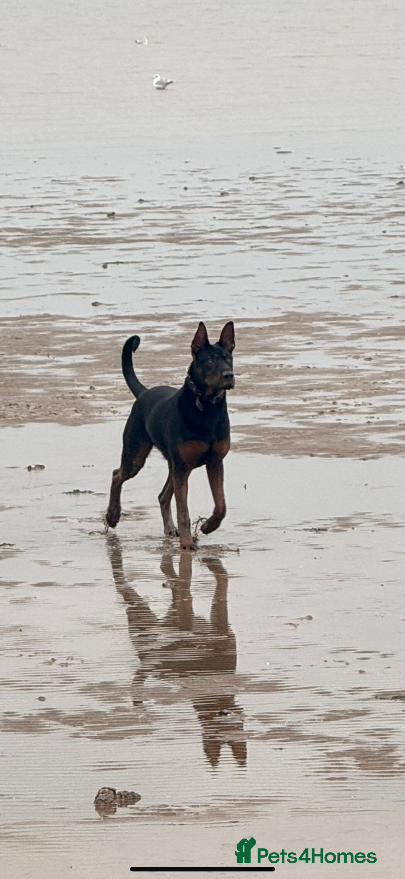 Chinese Red Dog dogs Laizhou Hong (Chinese Red Dogs) in Sheerness - Advert 5