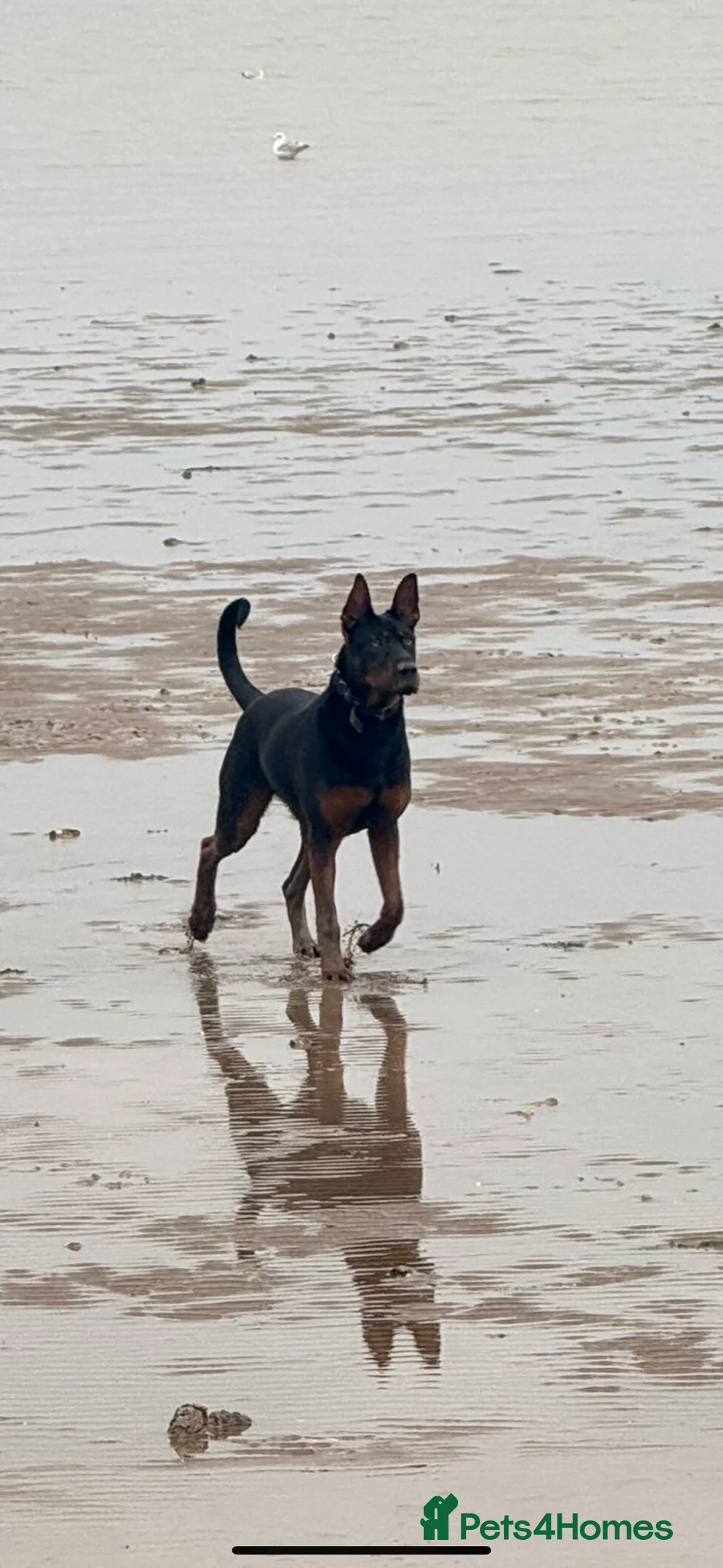 Chinese Red Dog dogs for sale: Laizhou Hong (Chinese Red Dogs) in Sheerness - Advert 1