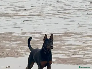 Chinese Red Dog dogs Laizhou Hong (Chinese Red Dogs) in Sheerness - Advert 5