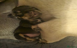 French Bulldog dogs for sale: Exquisite Pedigree French Bull Dog Puppies  - Image 9