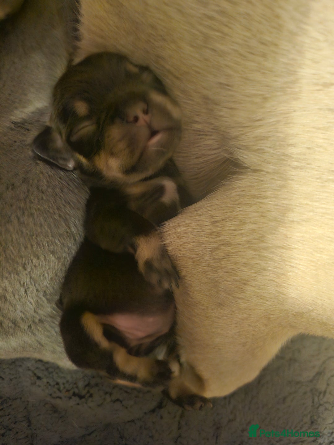 French Bulldog dogs for sale: Exquisite Pedigree French Bull Dog Puppies  - Image 9