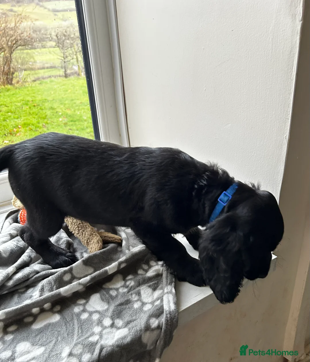 Cocker Spaniel dogs for sale: ✨ Cuddles Await from our Cocker Spaniel Pups  - Advert 14