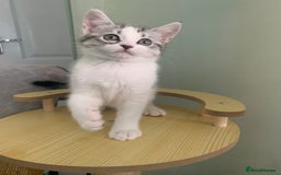Maine Coon cats for sale: Silver spotted tabby & white girl kitten  - Image 5