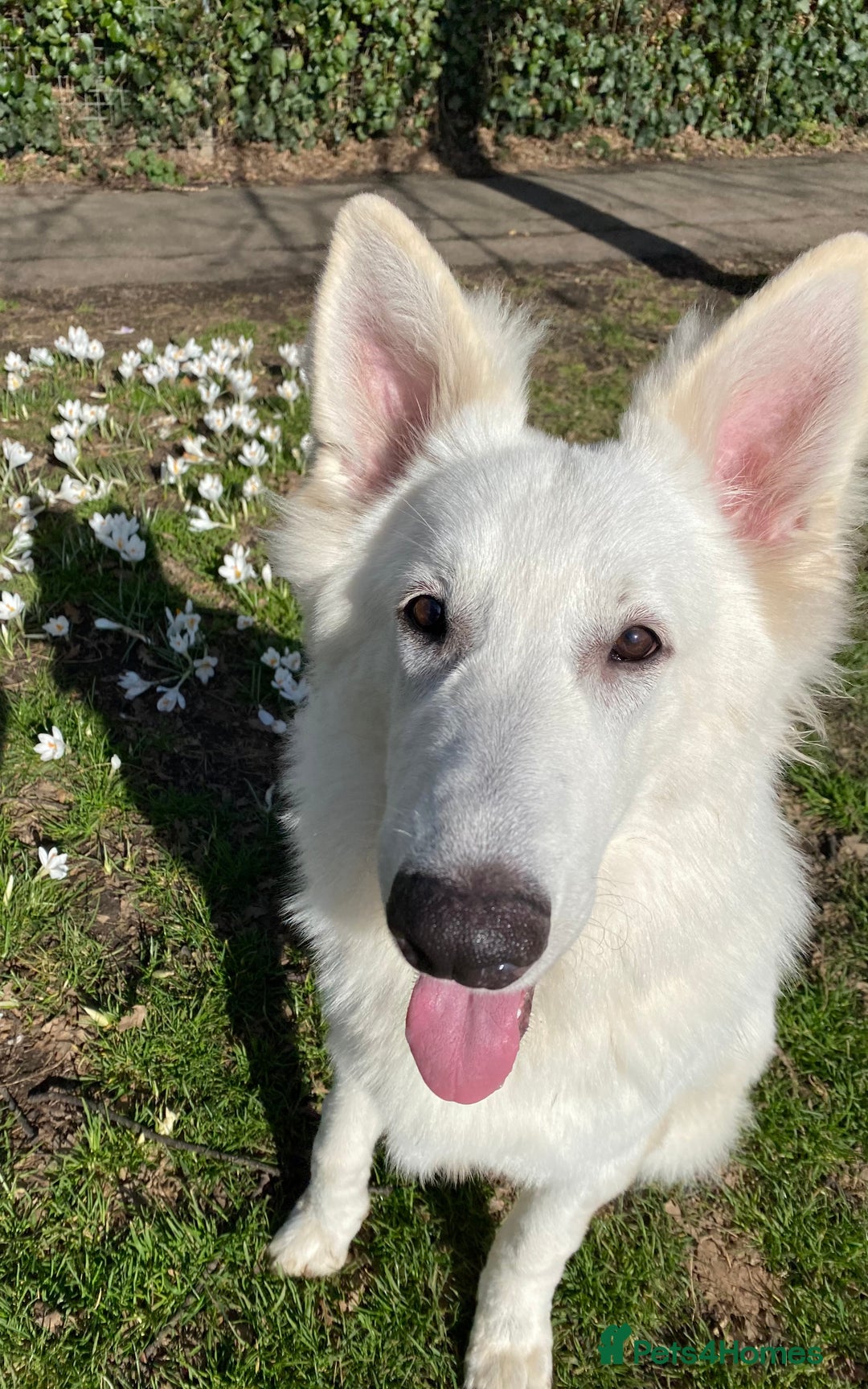 German Shepherd dogs for stud: Stunning KC WSS for STUD in Arundel - Image 6