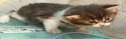 Mixed Breed cats for sale: Adorable Fluffy Kittens for Sale 6-8 in Nottingham - Advert 13