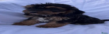 Cockapoo 5