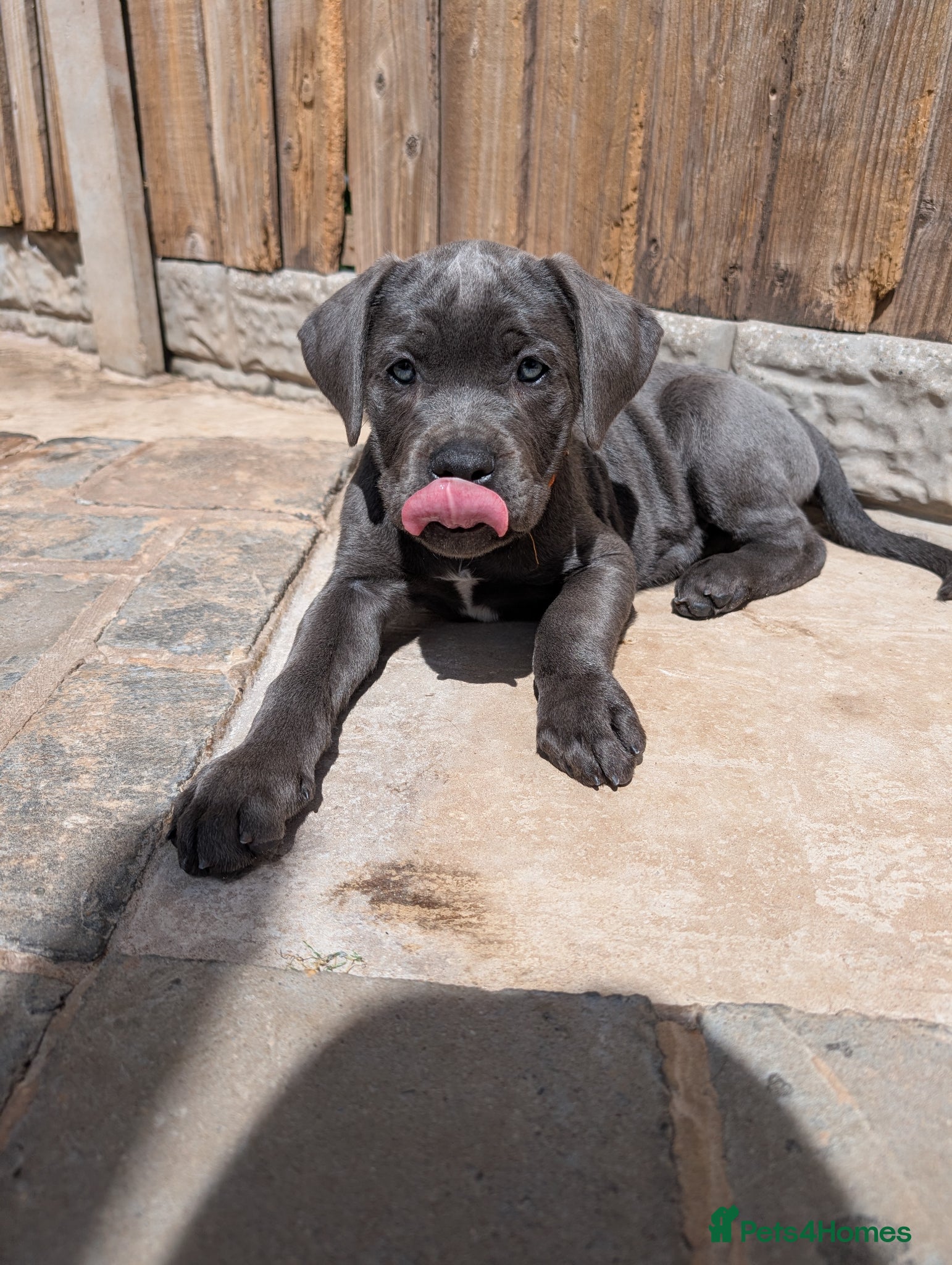 Cane Corso dogs Cane corso puppies  - Advert 17