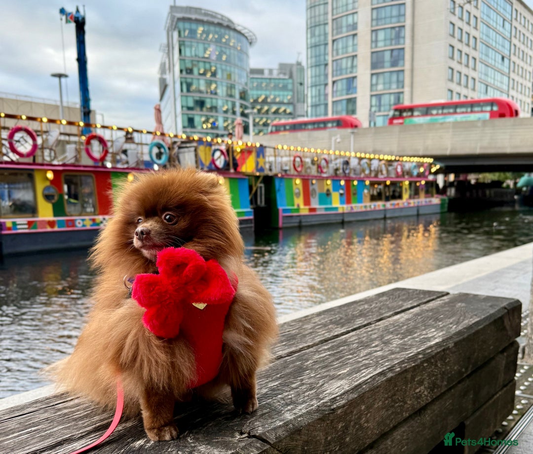 Pomeranian dogs for stud: Proven Chocolate KC in Runcorn - Advert 3