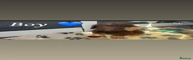 Cockapoo 1