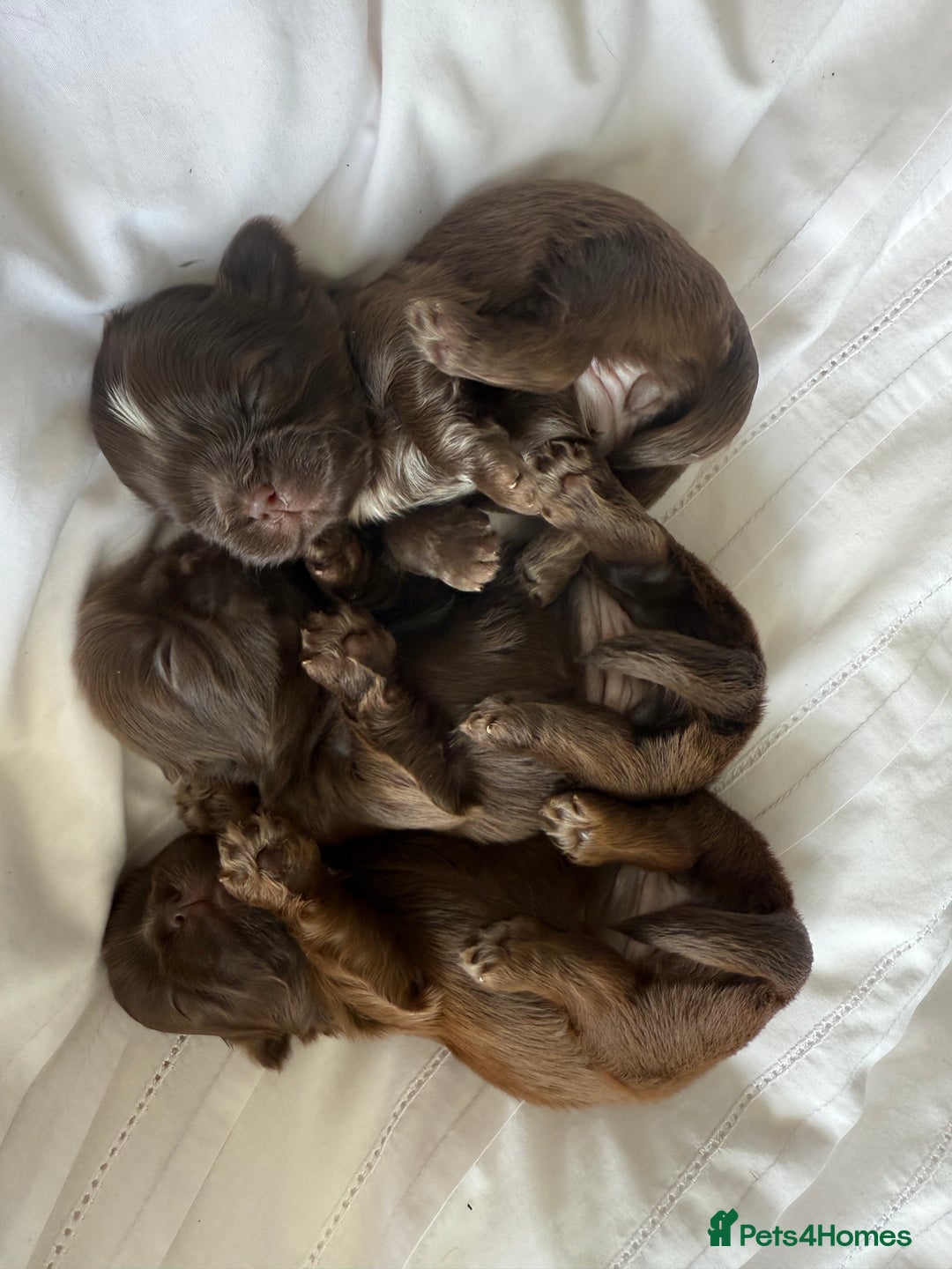 Shih Tzu dogs for sale: Adorable Shih Tzu puppies - Image 10