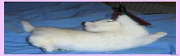 British Shorthair cats for sale: GCCF Regd Tipped British Short Hair Females - Advert 17