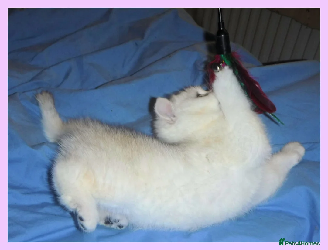 British Shorthair cats for sale: GCCF Regd Tipped British Short Hair Females - Advert 17
