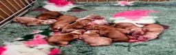 Cockapoo dogs for sale: Stunning cockapoo puppies  - Advert 5