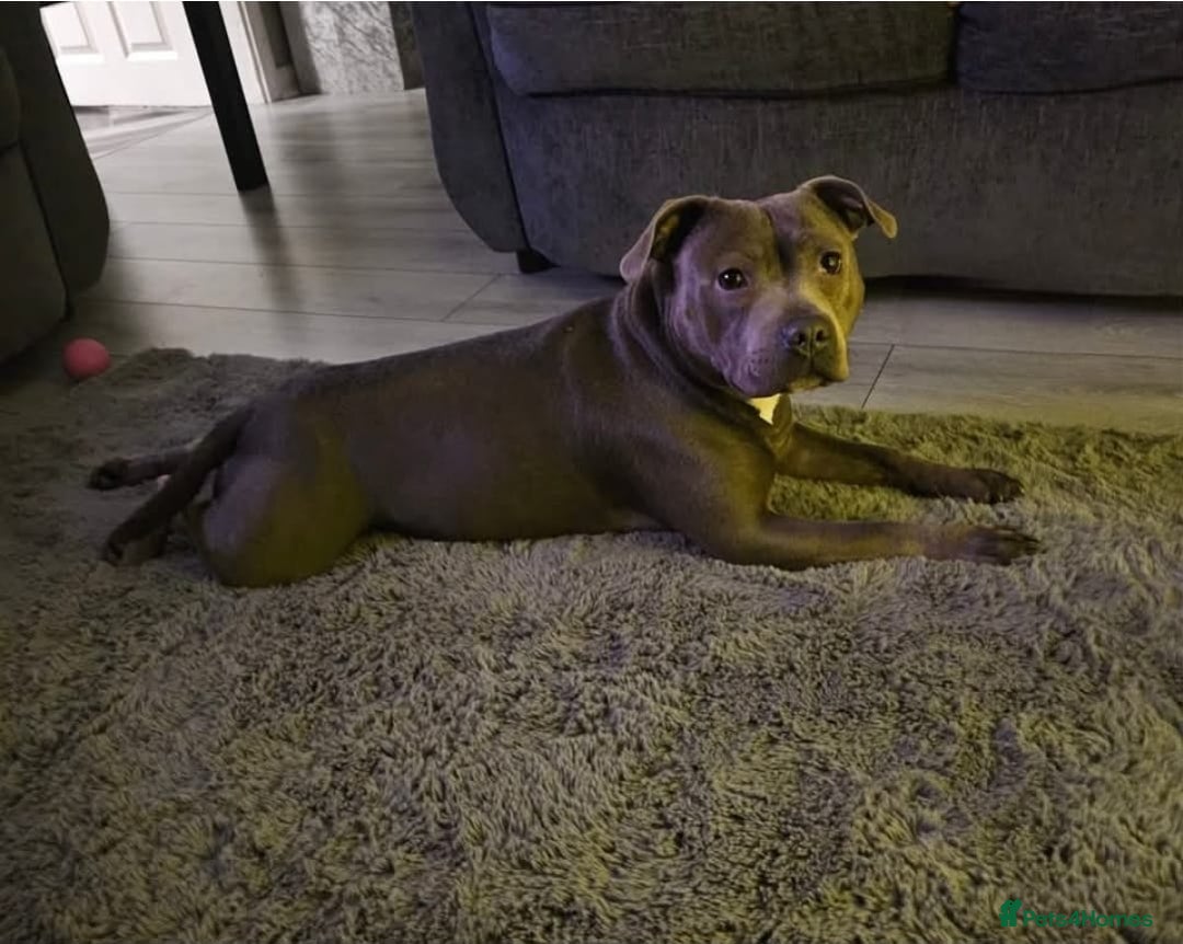 Staffordshire Bull Terrier dogs for sale: Kc registered Staffordshire bullterrier  - Advert 1