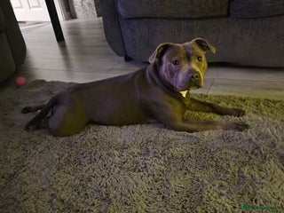 Staffordshire Bull Terrier dogs Kc registered Staffordshire bullterrier - Advert 1