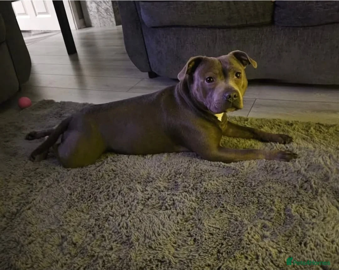 Staffordshire Bull Terrier dogs for sale: Staffordshire bullterrier (LAST 1 ) ready to go - Advert 5