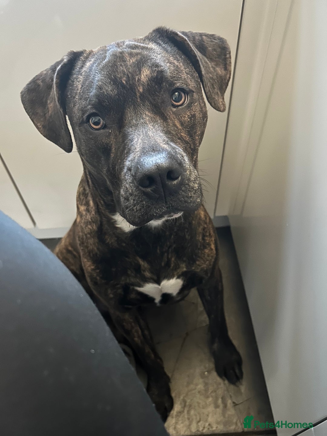 Mixed Breed dogs for sale: For sale rehomingCane corso cross female - Image 4