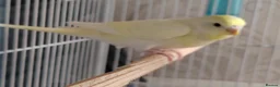 Budgerigars birds for sale: Beautiful Baby Budgies  - Advert 2