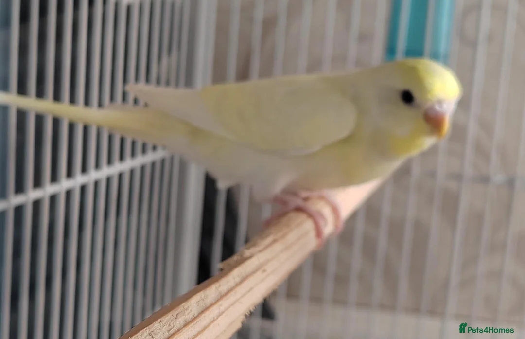 Budgerigars birds for sale: Beautiful Baby Budgies  - Advert 2
