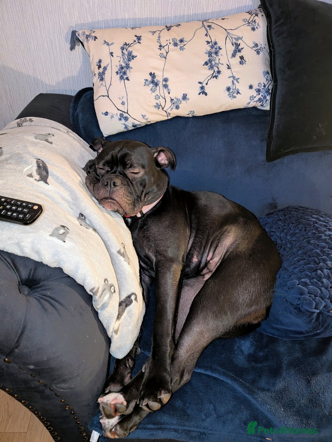 Old Tyme Bulldog dogs for sale: Female old tyme bulldog - Advert 2