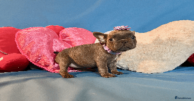 French Bulldog dogs - Advert 15