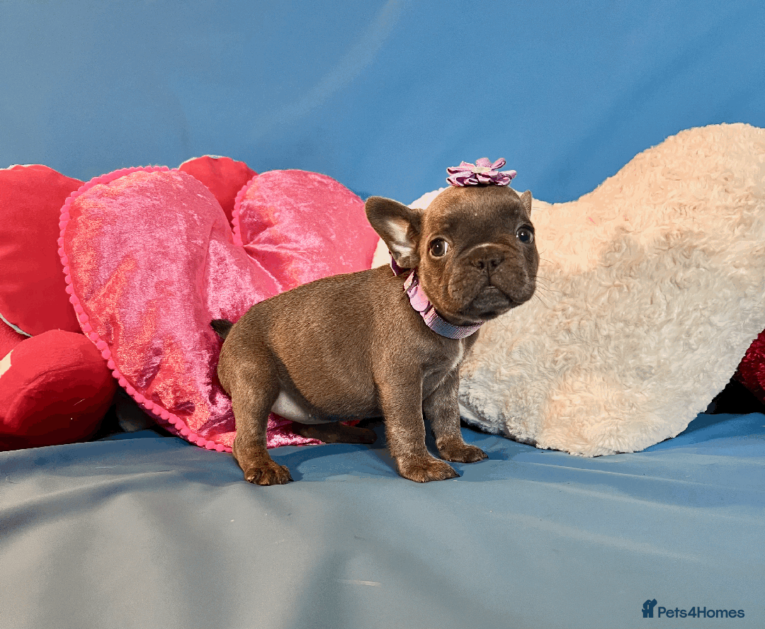 French Bulldog dogs for sale: Adorable Puppies Looking for a New Home! - Image 18