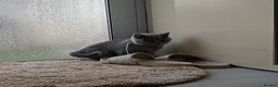 British Shorthair cats for sale: Gorgeous British Shorthair Blue Kittens in Shepperton - Advert 8