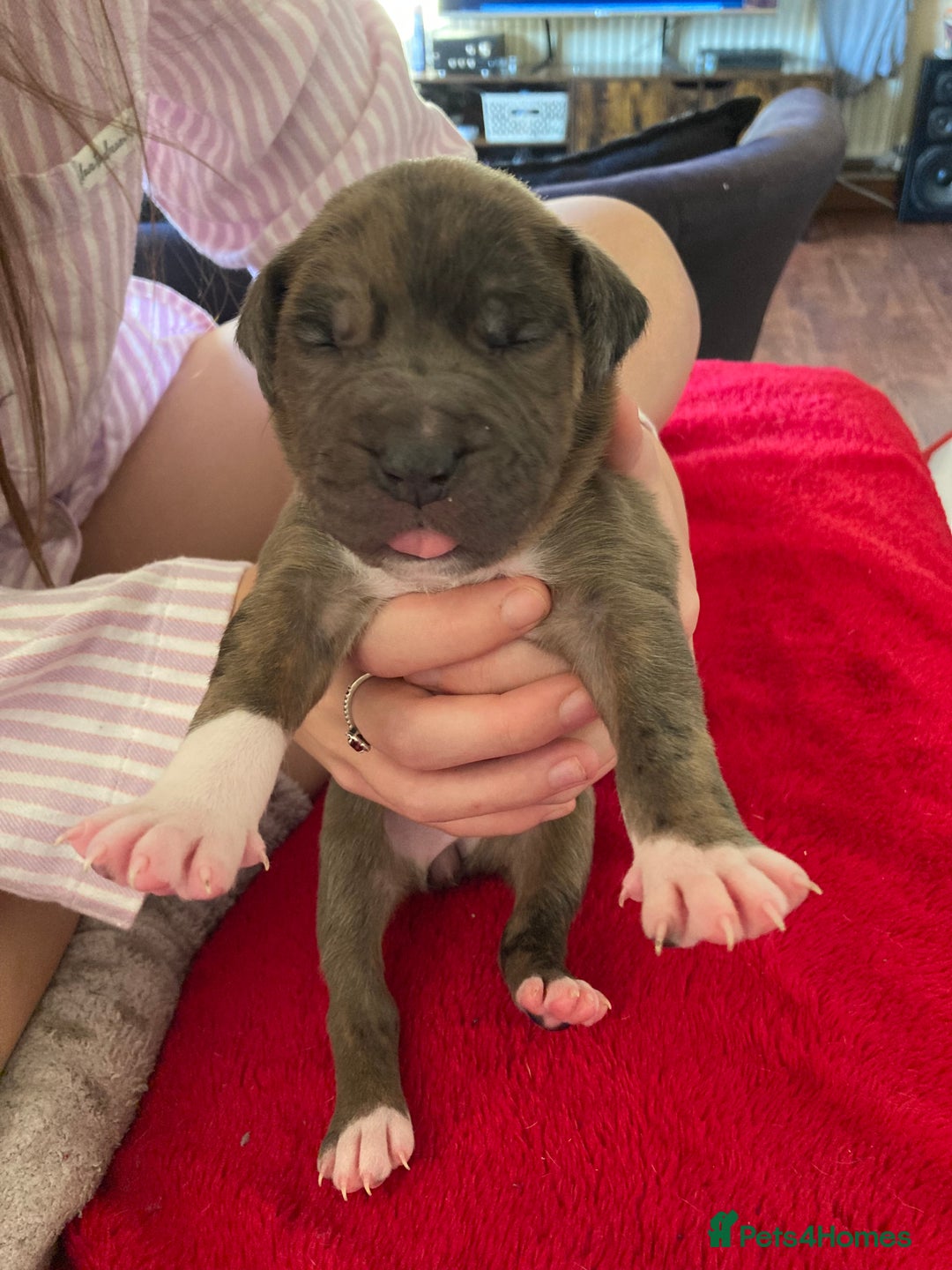 Mixed Breed dogs for sale: Mastiff x Staffy Puppies  - Advert 8