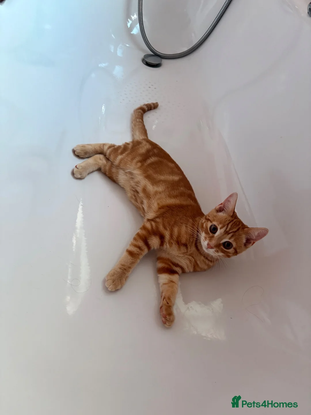 Domestic Shorthair cats for sale: 10 month cat  in Southminster - Advert 4