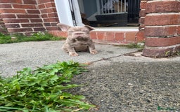 French Bulldog dogs for sale: 2 French bulldog pups.  1 boy & 1 girl.  - Image 25