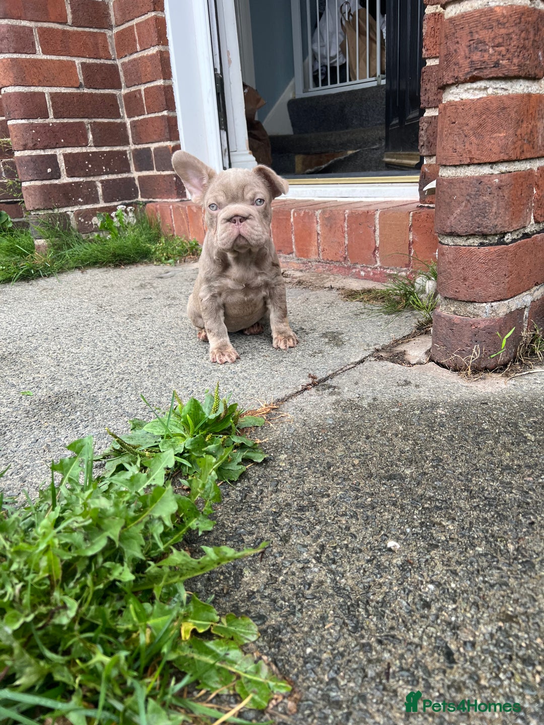 French Bulldog dogs for sale: 2 French bulldog pups.  1 boy & 1 girl.  - Image 25