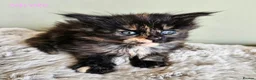 Maine Coon cats for sale: Stunning Pedigree Maine Coon Kittens  - Advert 5