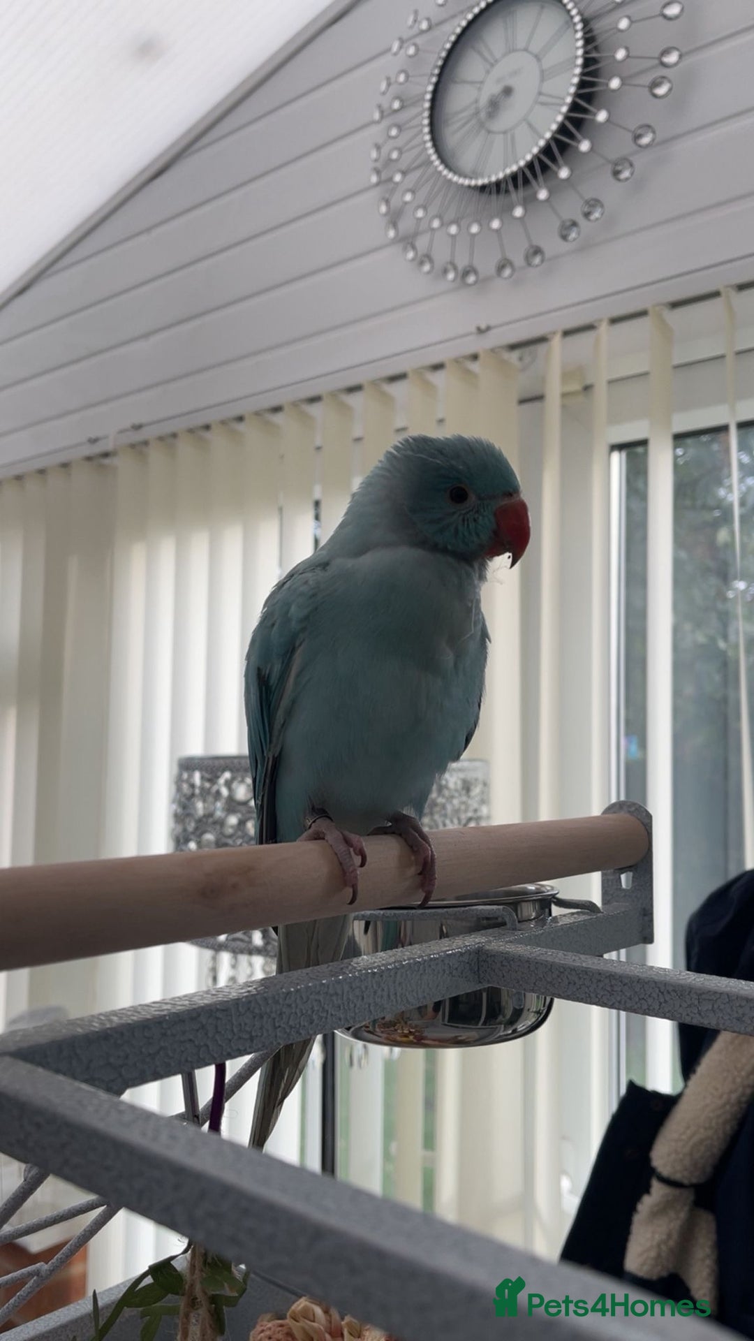 Ringnecks birds for sale: Beautiful fluffy blue Indian ring neck 5month old - Advert 6