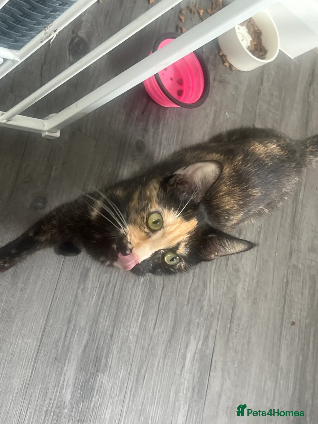 Maine Coon cats for sale: 4 beautiful maincoon mix tab kittens  - Advert 10