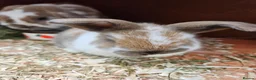 Mini Lop rabbits for sale: Mother & Bunnie for sale together  - Advert 10