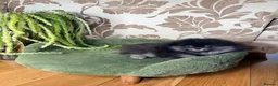 Pomeranian dogs for sale: BLACK & TAN GIRL and BOY - Advert 28