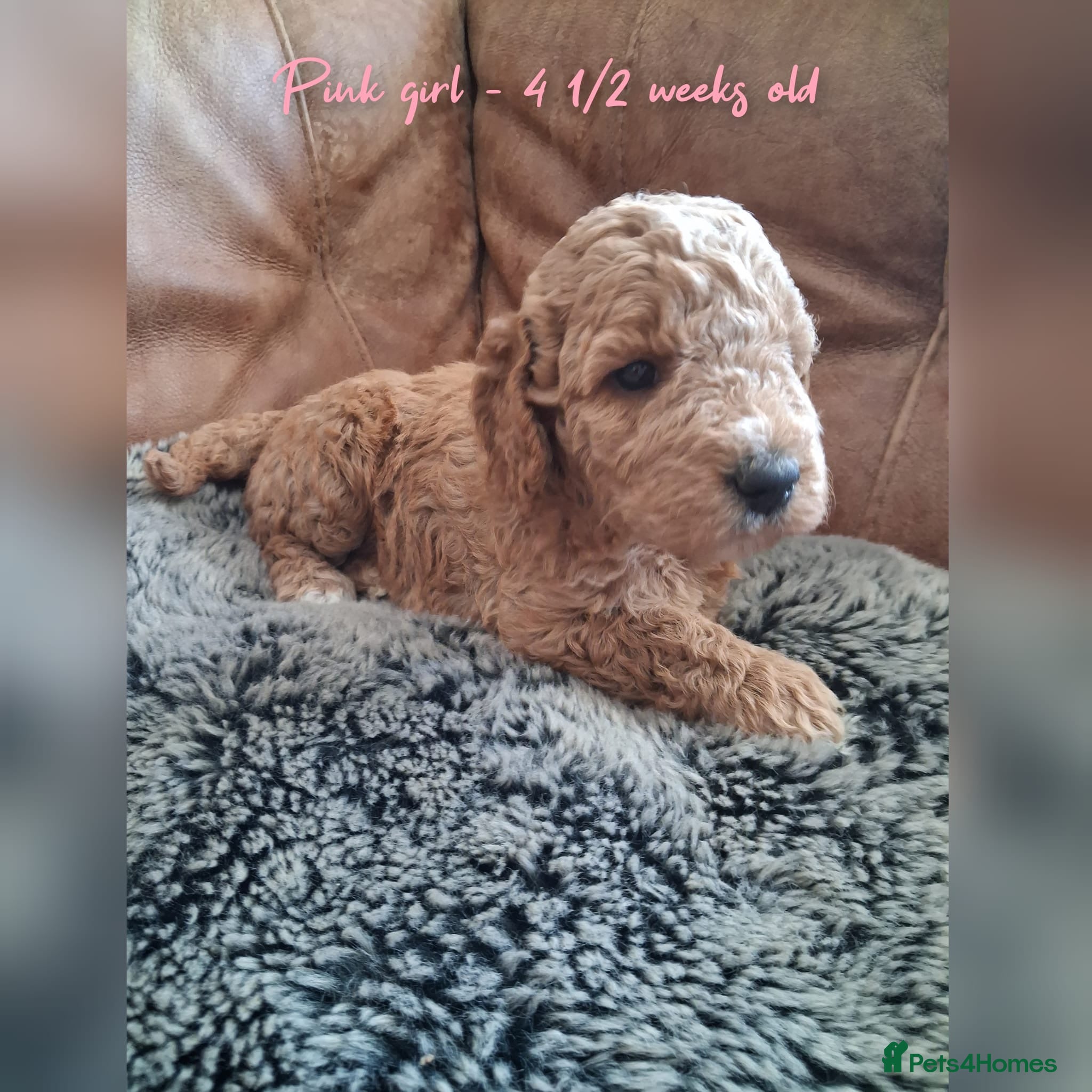 Mini Goldendoodle dogs DNA health tested miniature f2b goldendoodles - Advert 2