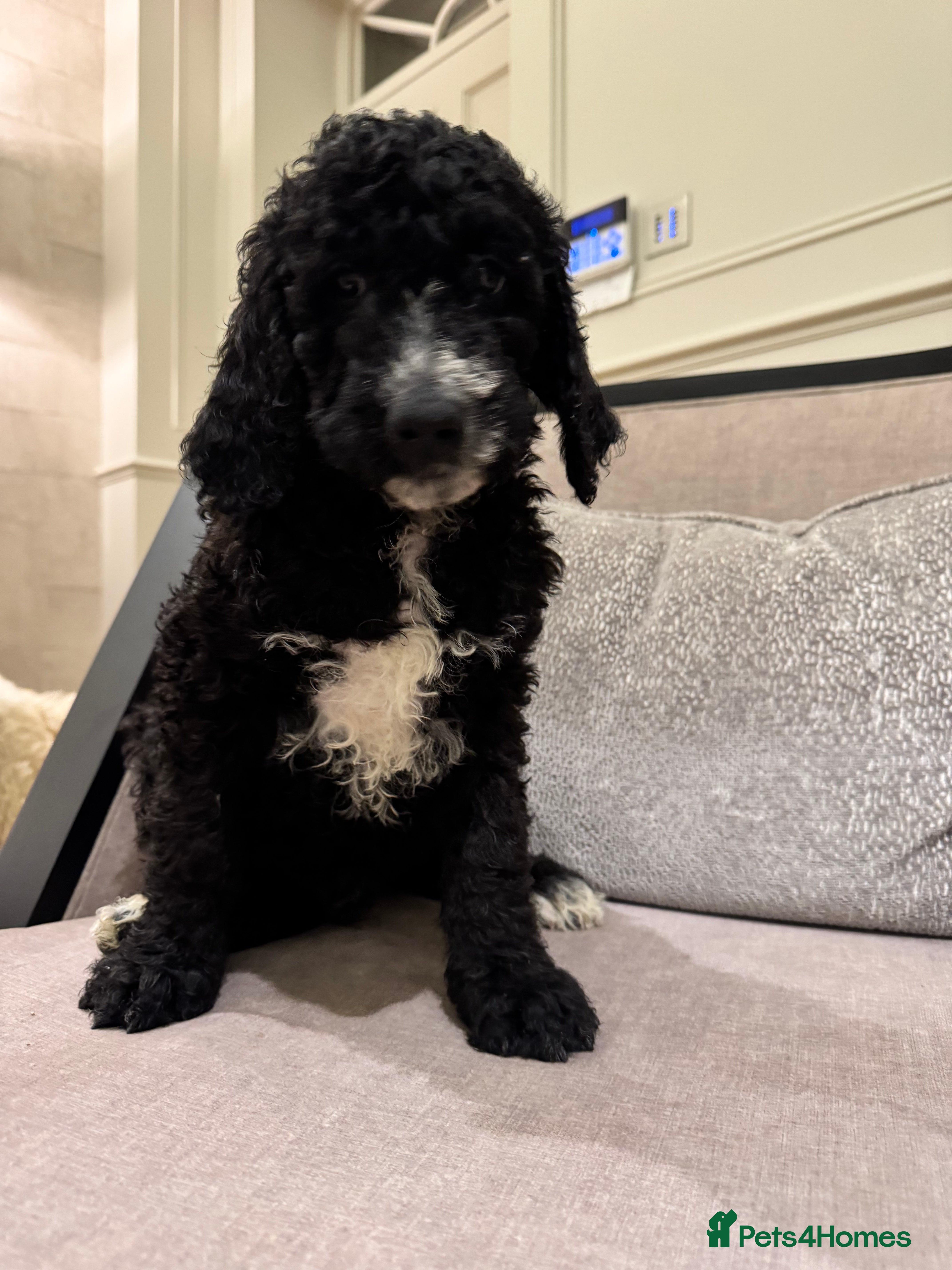 Mixed Breed dogs Golden Bernedoodles 🐶 - Advert 3