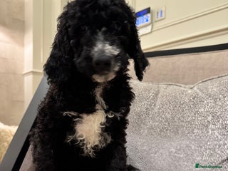 Mixed Breed dogs Golden Bernedoodles 🐶 - Advert 3