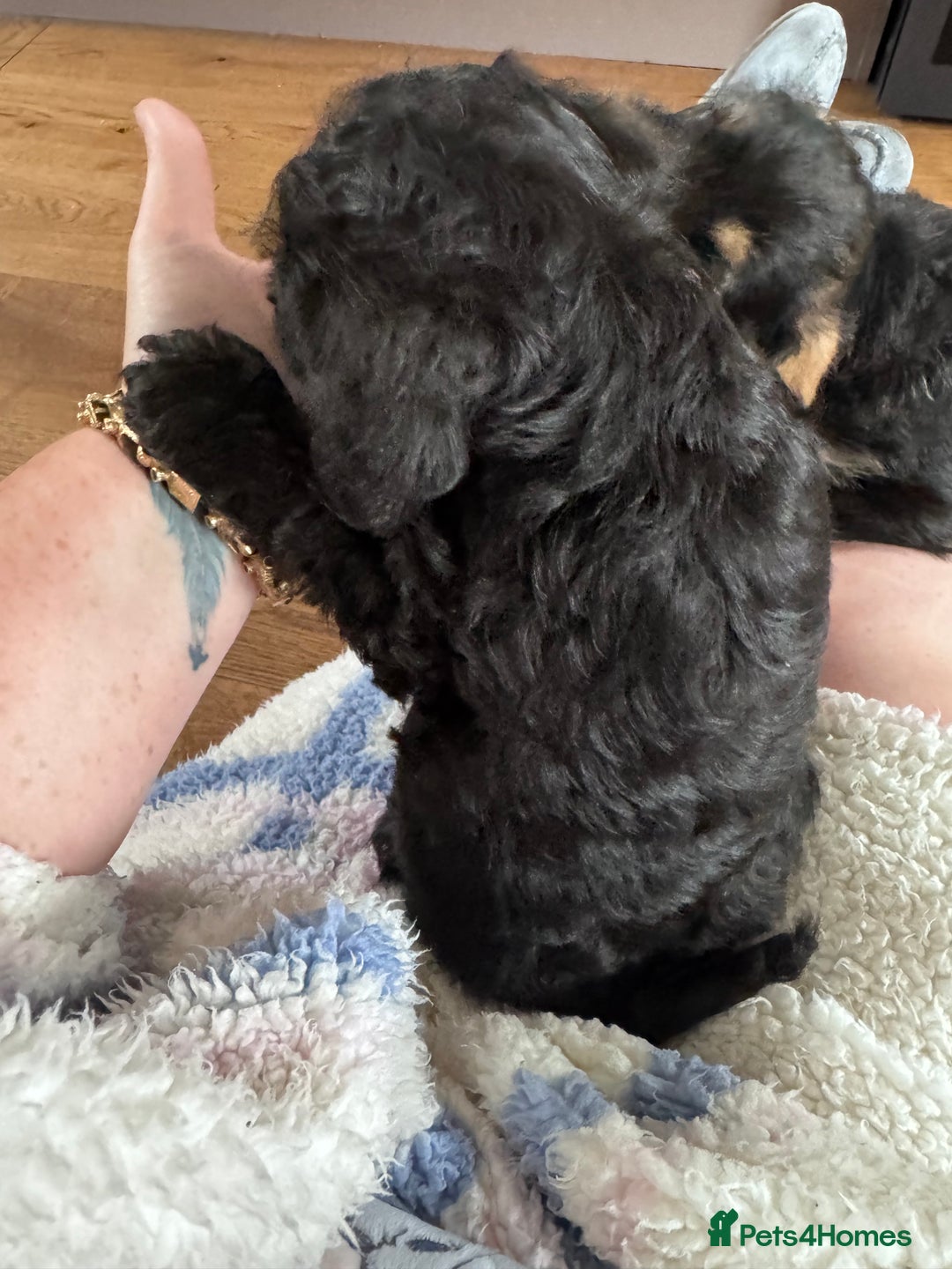 Mixed Breed dogs for sale: 🤎 Miniature Schnauzer X Cockapoo 🤎 - Image 29
