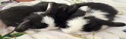 Dwarf Lop rabbits for sale: Beautiful Holland lops  - Advert 4