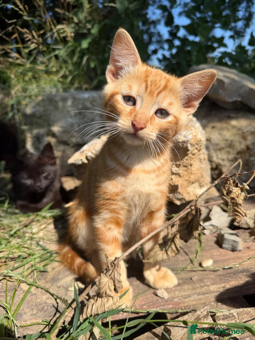Mixed Breed cats for sale: Kittens Looking For Forever Homes  - Advert 2