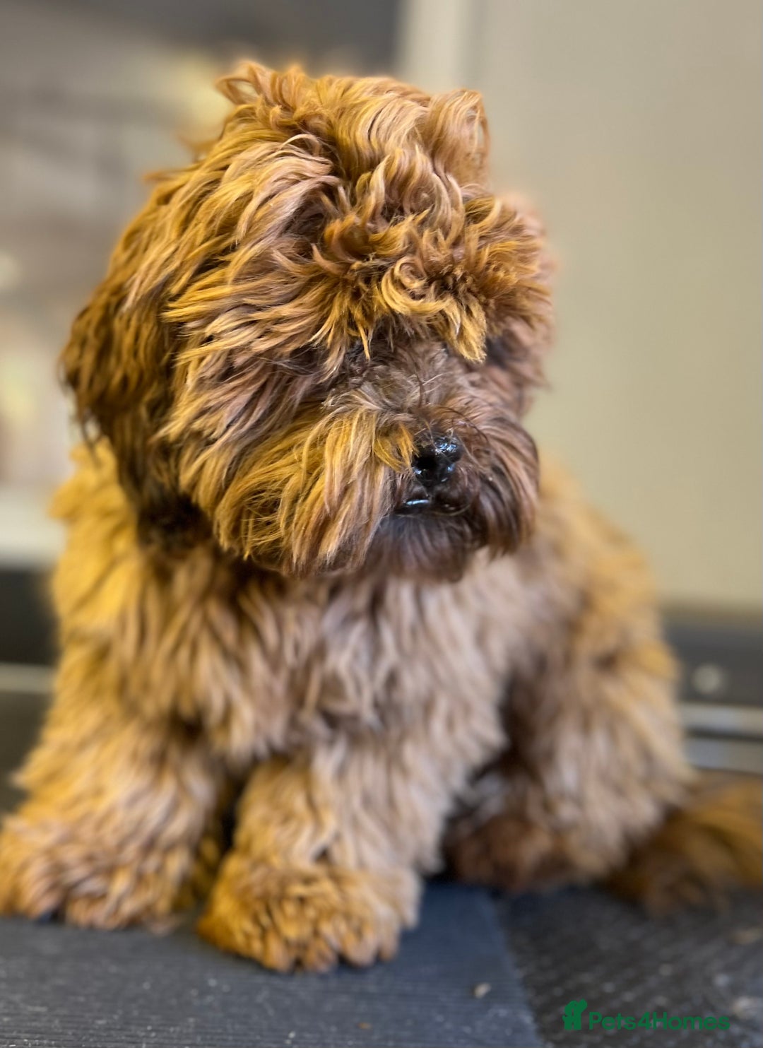 Shihpoo dogs for sale: Shipoo Pups - Image 15
