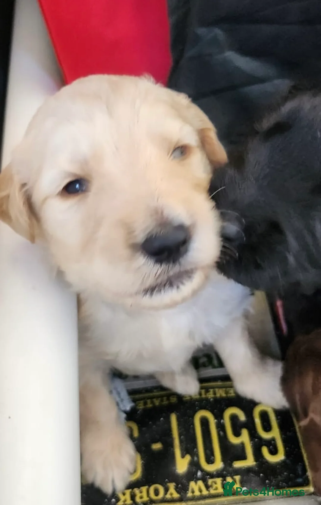 Goldendoodle dogs for sale: Quality Standard Multigenerational Puppies 🐾🐾🐾 - Advert 19