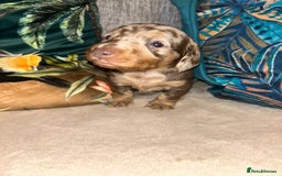 Dachshund dogs for sale: Isabelle and tan dachshund pups  - Image 8