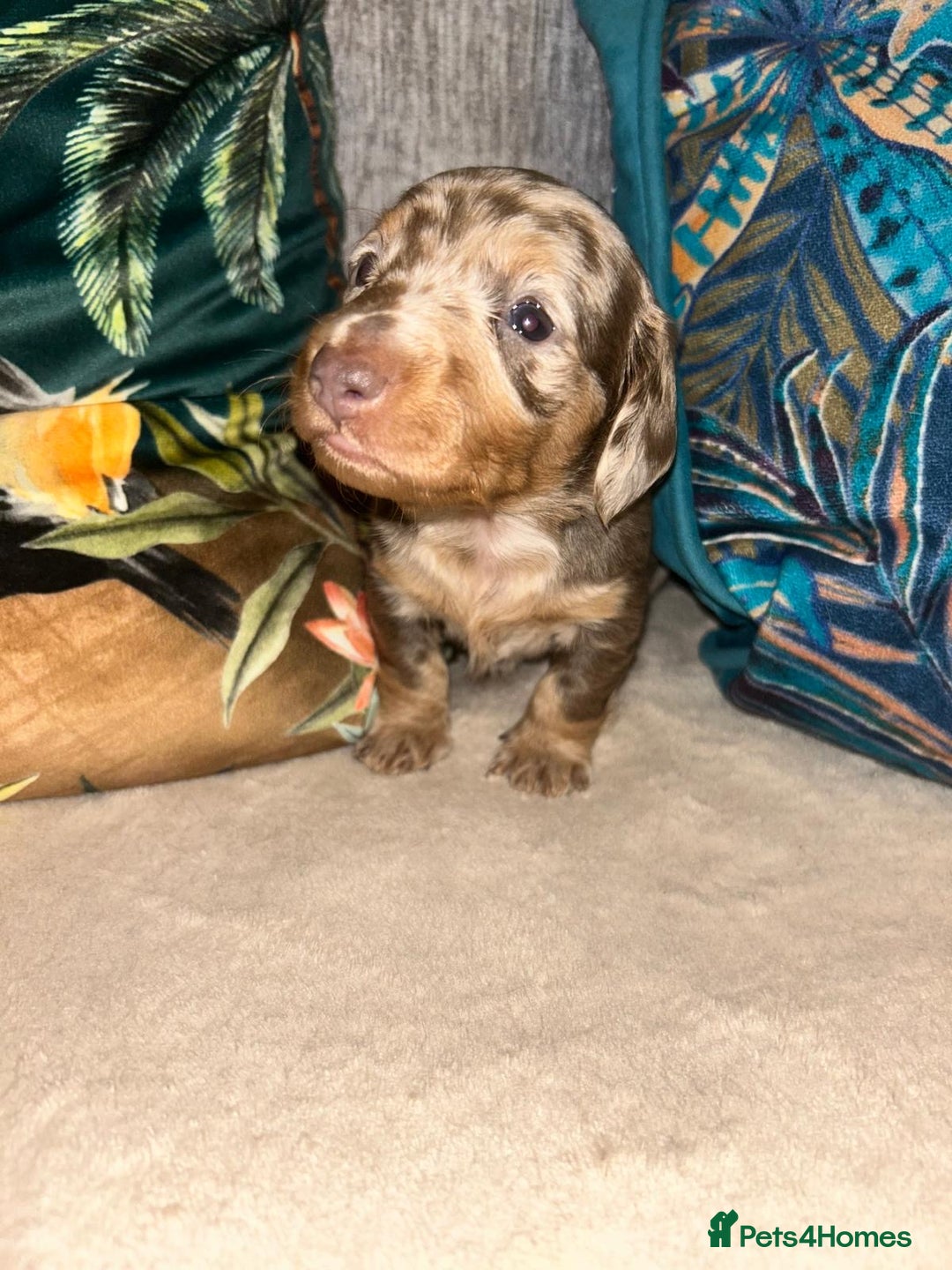 Dachshund dogs for sale: Isabelle and tan dachshund pups  - Image 8