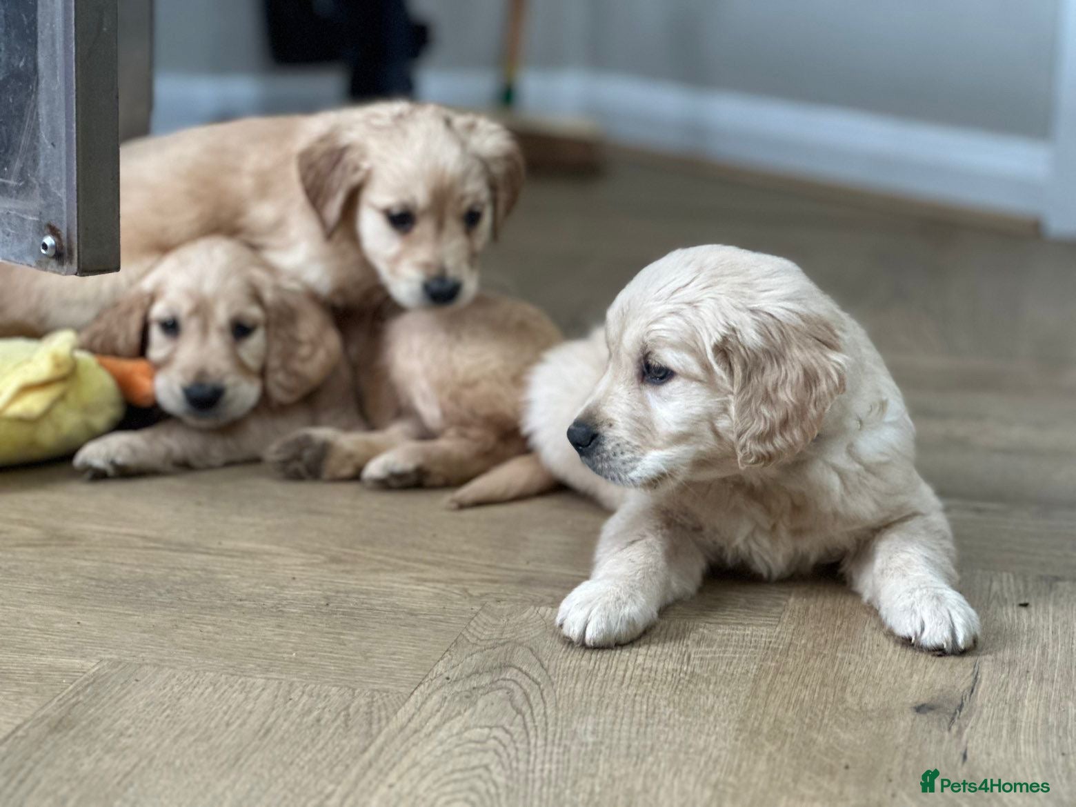 Golden Retriever dogs Health Tested Pedigree Golden Retriever Puppies  - Advert 18